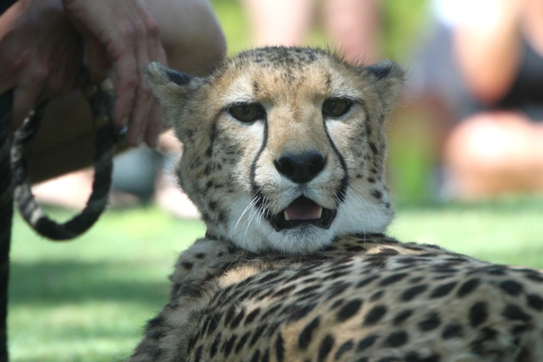 cheetah - san diego zoo